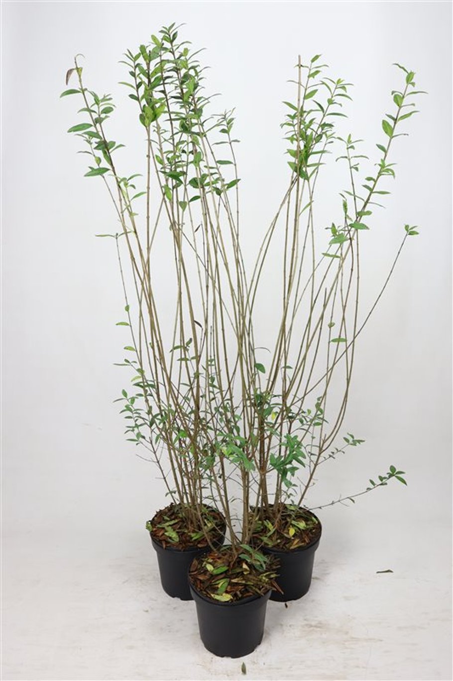 Ligustrum vulg. 'Atrovirens' - C7,5 125-150 CM